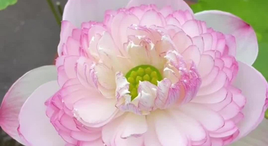 江西南昌：巨無霸荷花開花